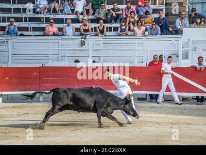 un toro arrabbiato in vestito caldo di razeteur daredevils cercando per strappare le nappine di cocade dal corno della bestia Durante una gara di carmargue bull (corso ca Foto Stock