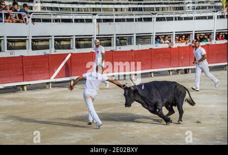 un toro arrabbiato in vestito caldo di razeteur daredevils cercando per strappare le nappine di cocade dal corno della bestia Durante una gara di carmargue bull (corso ca Foto Stock