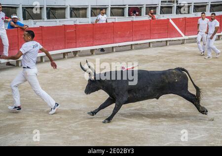 un toro arrabbiato in vestito caldo di razeteur daredevils cercando per strappare le nappine di cocade dal corno della bestia Durante una gara di carmargue bull (corso ca Foto Stock