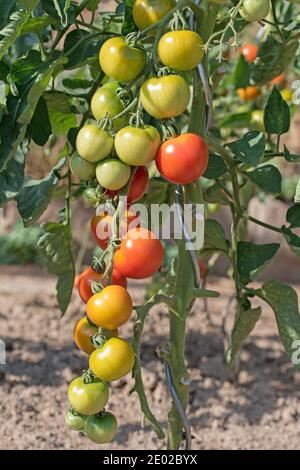 Pomodori non maturi sul cespuglio in giardino Foto Stock