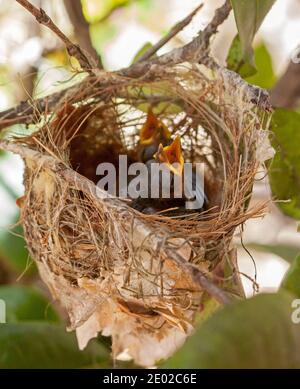 I pulcini honeyeater di Lewin, Meliphaga lewinii, nel loro nido con le fatture aperte in attesa di cibo, in un giardino nel Queensland Australia Foto Stock