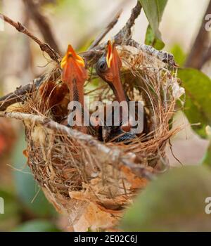 I pulcini honeyeater di Lewin, Meliphaga lewinii, nel loro nido con le fatture aperte in attesa di cibo, in un giardino nel Queensland Australia Foto Stock