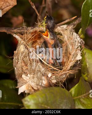 I pulcini honeyeater di Lewin, Meliphaga lewinii, nel loro nido con le fatture aperte in attesa di cibo, in un giardino nel Queensland Australia Foto Stock