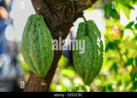 Un quadro closeup di giovani bacini di cacao verde appesi su rami di un albero di cacao in attesa di essere raccolto. Foto Stock