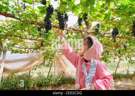 Una ragazza asiatica carina con il maglione di selezione sta raccogliendo le uve ad un vigneto usando le forbici, sulla sua vacanza con la sua famiglia. Foto Stock