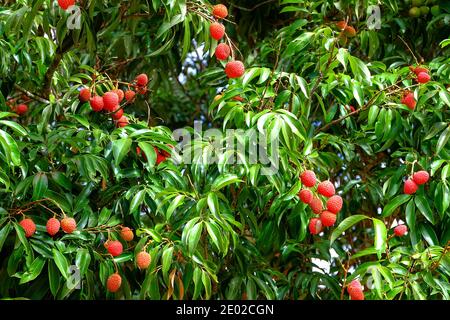 Lychee (lechee, leechee, litchee) albero con frutti rossi maturi pronti per essere raccolti. Foto Stock