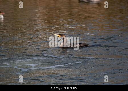 Un cormorano che si gode la giornata in una zona della Baia locale Lago Foto Stock