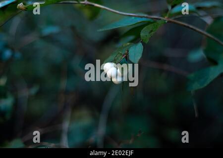 Bacche di neve bianca o di wolfberry nella foresta. Foto Stock