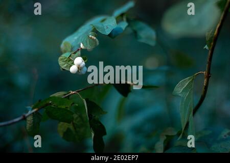 Bacche di neve bianca o di wolfberry nella foresta. Foto Stock