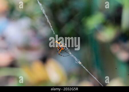 Manila, Filippine. 29 Dic 2020. Un ragno è visto in un parco a Manila, le Filippine, 29 dicembre 2020. Credit: Rouelle Umali/Xinhua/Alamy Live News Foto Stock