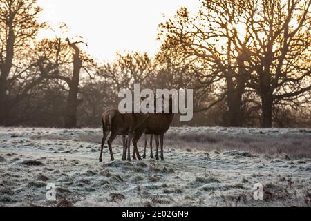 Young Red Deer in un inverno gelido mattina di dicembre a Richmond Park, London Borough of Richmond Upon Thames, Inghilterra, Regno Unito Foto Stock