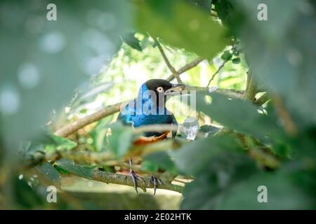 MALESIA, KUALA LUMPUR, 07 GENNAIO 2018: Superba starling seduto in un cespuglio tra foglie verdi. Foto dal parco ornitologico di Kuala Lumpur Foto Stock