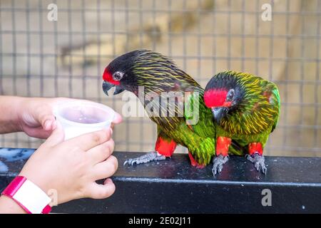 MALESIA, KUALA LUMPUR, 07 GENNAIO 2018: Due pappagalli multicolore verde-rosso si nutrono dalle mani di un bambino nel Parco degli Uccelli di Kuala Lumpur Foto Stock