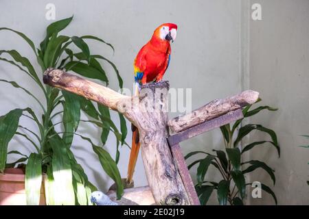 MALESIA, KUALA LUMPUR, 07 GENNAIO 2018: Il macaw rosso si siede su un albero di snout in una voliera nel Parco degli Uccelli di Kuala Lumpur Foto Stock
