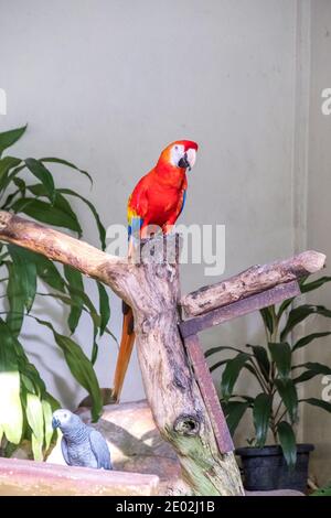 Un macaw rosso siede su un fienile dell'albero in un Voliera con pappagallo grigio nel Parco degli Uccelli di Kuala Lumpur Foto Stock