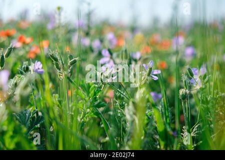 Succosa erbe selvatiche e fiori da vicino su un prato di primavera. Foto Stock