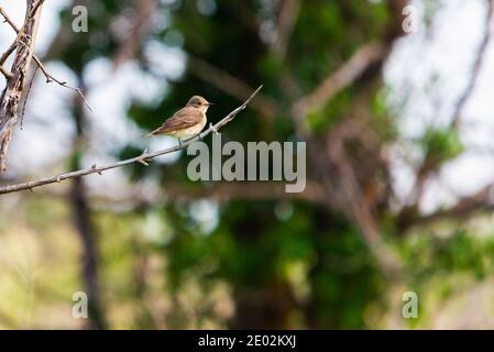 Spotted Flycatcher o Muscicapa striata seduta sul ramo di un albero. Foto Stock
