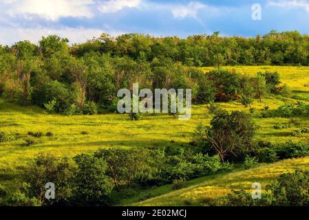 Verde prato paesaggio in estate o primavera in natura selvaggia. Foto Stock