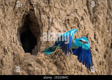 Rullo europeo o Coracias garrulus, vicino al foro di nidificazione nella parete di terra. Foto Stock