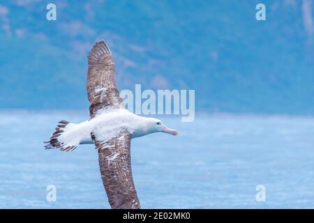 Albatross reale del sud in volo vicino a Kaikoura, Nuova Zelanda Foto Stock