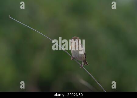 Baya tessitore (Ploceus philippinus) arroccato su erba alta. Foto Stock