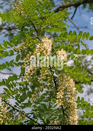 Locusta nera in fiore, Robinia pseudoacacia, in primavera Foto Stock