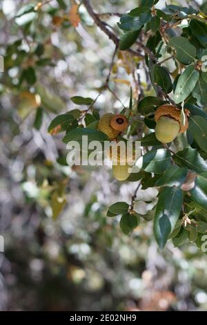 Verde acorno immaturo, Canyon Live Oak, Quercus Chrysolepis, Fagaceae, arbusto arborescente nativo, San Jacinto Montagne, Peninsular Ranges, Autunno. Foto Stock