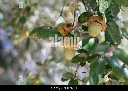 Verde acorno immaturo, Canyon Live Oak, Quercus Chrysolepis, Fagaceae, arbusto arborescente nativo, San Jacinto Montagne, Peninsular Ranges, Autunno. Foto Stock