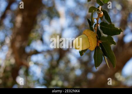 Verde acorno immaturo, Canyon Live Oak, Quercus Chrysolepis, Fagaceae, arbusto arborescente nativo, San Jacinto Montagne, Peninsular Ranges, Autunno. Foto Stock