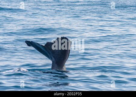 Balena spermatica pronta per le immersioni vicino a Kaikoura, Nuova Zelanda Foto Stock