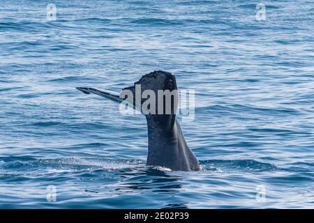 Balena spermatica pronta per le immersioni vicino a Kaikoura, Nuova Zelanda Foto Stock