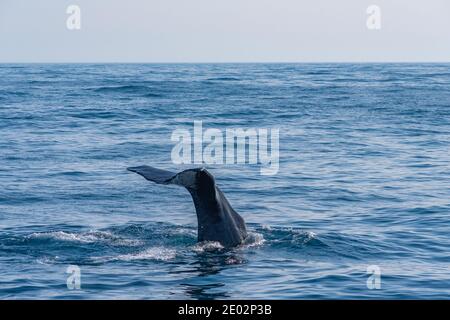 Balena spermatica pronta per le immersioni vicino a Kaikoura, Nuova Zelanda Foto Stock