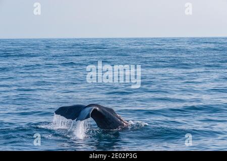 Balena spermatica pronta per le immersioni vicino a Kaikoura, Nuova Zelanda Foto Stock