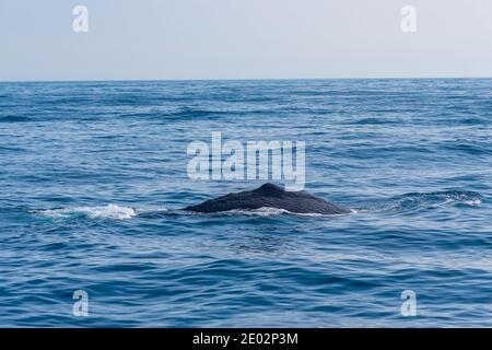 Balena spermatica pronta per le immersioni vicino a Kaikoura, Nuova Zelanda Foto Stock