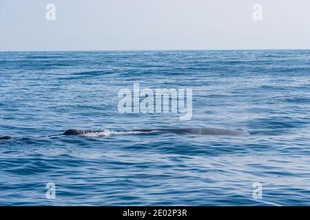 Balena spermatica pronta per le immersioni vicino a Kaikoura, Nuova Zelanda Foto Stock