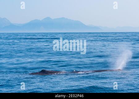 Balena spermatica pronta per le immersioni vicino a Kaikoura, Nuova Zelanda Foto Stock