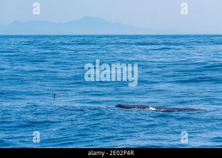 Balena spermatica pronta per le immersioni vicino a Kaikoura, Nuova Zelanda Foto Stock