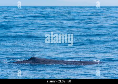 Balena spermatica pronta per le immersioni vicino a Kaikoura, Nuova Zelanda Foto Stock