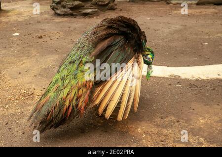Peacock - peafowl con Apri coda, splendido esemplare rappresentativo del pavone maschio in grande metalic colori. Foto Stock