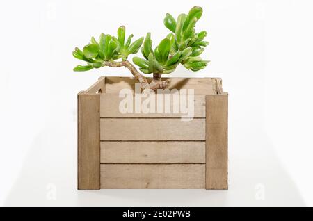 Crassula ovata gollum o hobbit. Taglio di una pianta succulenta su una scatola di legno. Decorazione della casa. Pianta domestica. Fuoco selettivo sulle lamelle nella parte posteriore Foto Stock