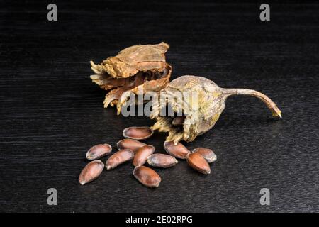 Semi e semi di Calicanthus chinensis Foto Stock