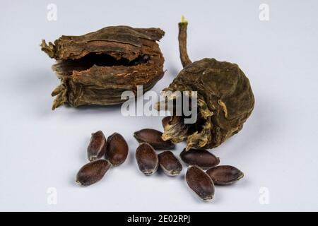 Semi e semi di Calicanthus chinensis Foto Stock