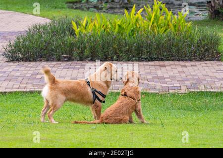 Un paio di cani Golden Retriever al parco sono adorabili Foto Stock