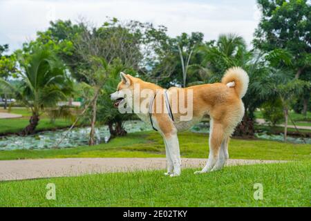 Adorabile cane akita sorridente nel parco Foto Stock