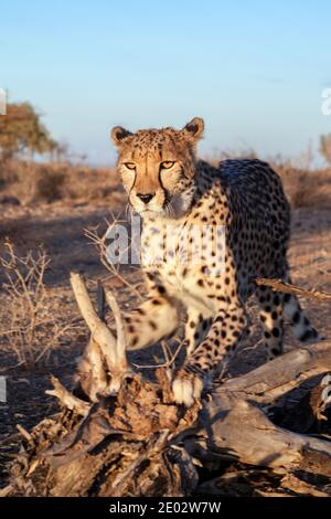 Maschio subadulto Cheetah, Acinonyx jubatus, Kalahari Basin, Namibia Foto Stock