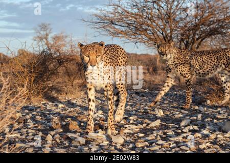 Maschio subadulto Cheetah, Acinonyx jubatus, Kalahari Basin, Namibia Foto Stock