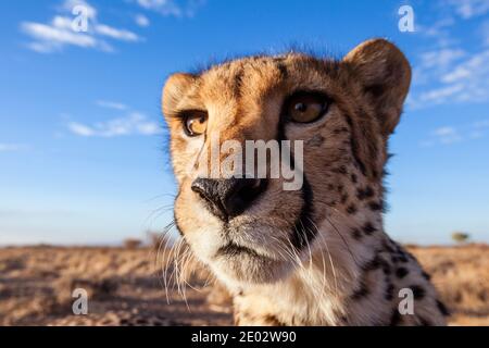 Maschio subadulto Cheetah, Acinonyx jubatus, Kalahari Basin, Namibia Foto Stock