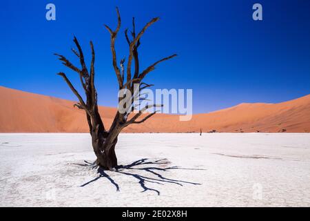 Dead Acacia Trees in Deadvlei Pan, Namib Naukluft Park, Namibia Foto Stock