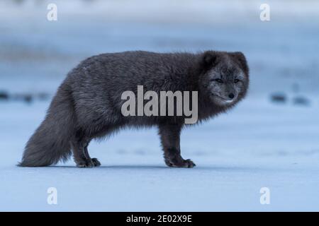 Volpe artica scura nella valle di Thorsmork in Islanda. Volpe islandese. Fauna selvatica in Islanda. Primo piano su foto di alta qualità Foto Stock