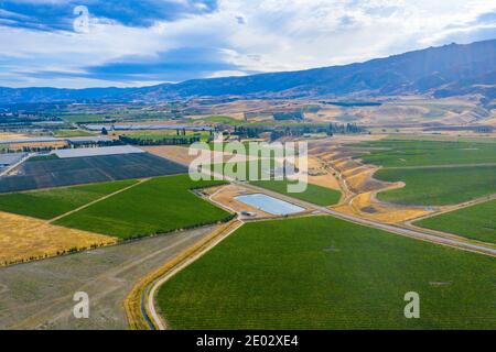 Vigneto vicino Cromwell, Nuova Zelanda Foto Stock